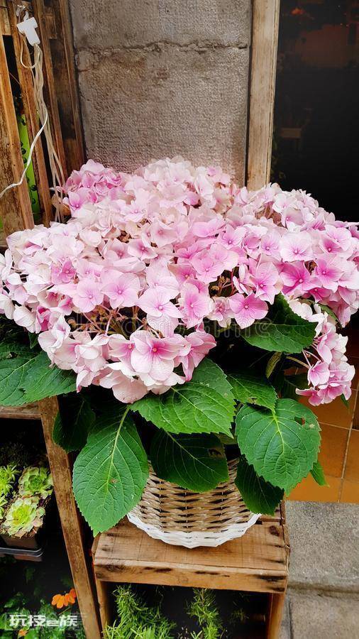 绣球花适合室内养吗(这3种情况下不要摆放在家里面养护)-图片7